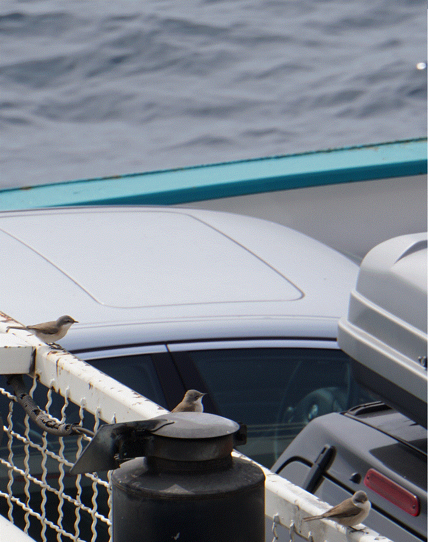 Vögelchen auf dem Schiff
